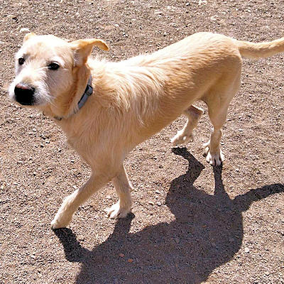 Maui sucht ein Zuhause