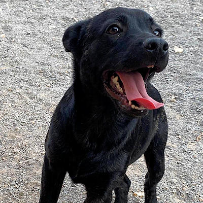 Der süße Joker sucht sein für immer Zuhause.